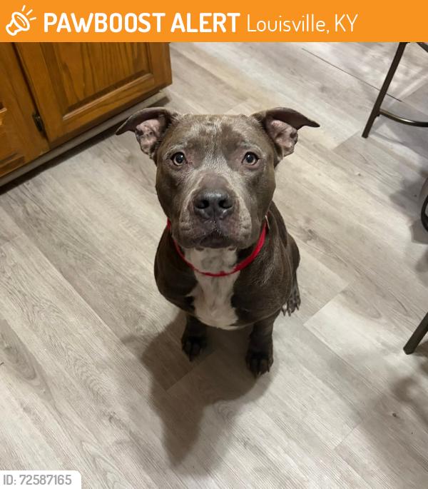 Found/Stray Male Dog last seen 36th & W Broadway , Louisville, KY 40211
