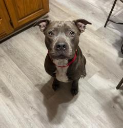 Found/Stray Male Dog last seen 36th & W Broadway , Louisville, KY 40211