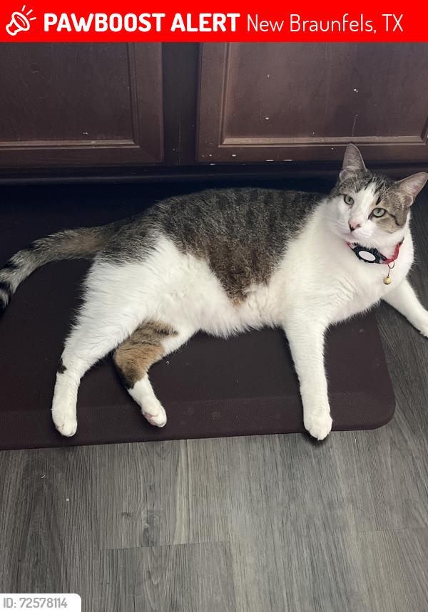 Lost Male Cat last seen Klein meadows , New Braunfels, TX 78130