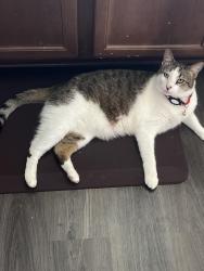 Lost Male Cat last seen Klein meadows , New Braunfels, TX 78130