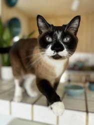 Lost Male Cat last seen Catalina, Laguna Beach, CA 92651