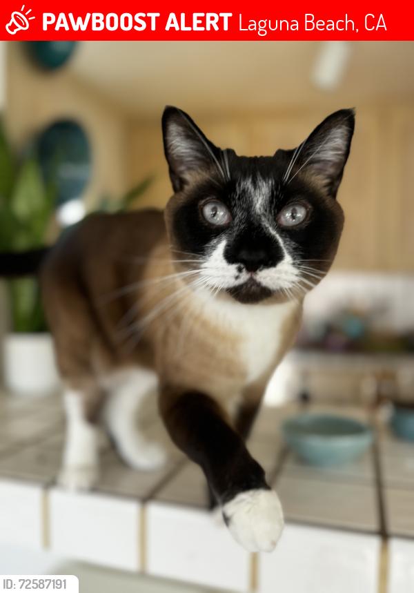 Lost Male Cat last seen Catalina, Laguna Beach, CA 92651