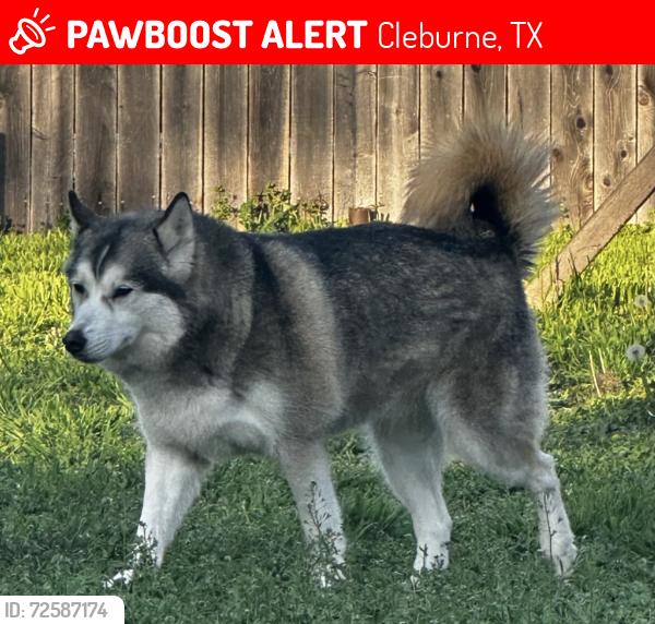 Lost Female Dog last seen N Buffalo st and Myers, Cleburne, TX 76033