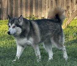 Lost Female Dog last seen N Buffalo st and Myers, Cleburne, TX 76033