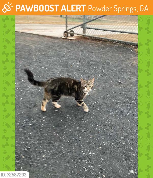 Found/Stray Male Cat last seen Wild Horse Creek Park, Powder Springs, Powder Springs, GA 30127