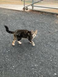 Found/Stray Male Cat last seen Wild Horse Creek Park, Powder Springs, Powder Springs, GA 30127