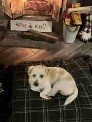 Lost Male Dog last seen Sloan Drive Richland Ms, Richland, MS 39218