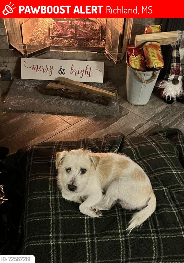 Lost Male Dog last seen Sloan Drive Richland Ms, Richland, MS 39218