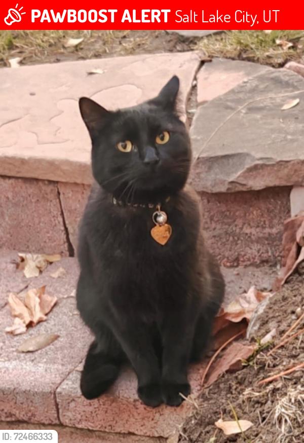 Lost Male Cat last seen Next to the inn on the hill off state street, 84103, Salt Lake City, UT 84103