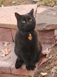 Lost Male Cat last seen Next to the inn on the hill off state street, 84103, Salt Lake City, UT 84103