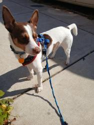 Lost Male Dog last seen Cold Spring Lane , Baltimore, MD 21212