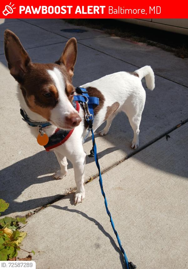 Lost Male Dog last seen Cold Spring Lane , Baltimore, MD 21212