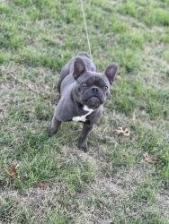 Lost Male Dog last seen Meadowknoll dr , Fort Worth, TX 76123