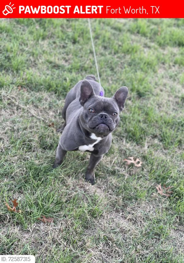 Lost Male Dog last seen Meadowknoll dr , Fort Worth, TX 76123