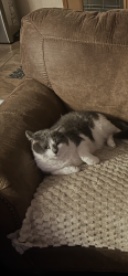 Lost Female Cat last seen Near highway and mapleswoods parkway, Kansas City, MO 64155