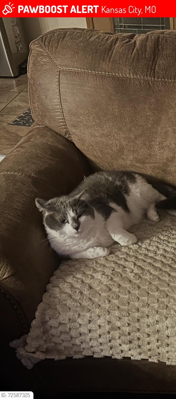 Lost Female Cat last seen Near highway and mapleswoods parkway, Kansas City, MO 64155