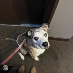 Lost Male Dog last seen CR 60 and Hwy 79, Bonifay, FL 32425
