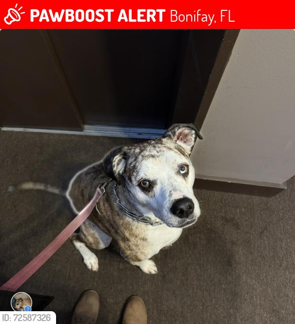 Lost Male Dog last seen CR 60 and Hwy 79, Bonifay, FL 32425