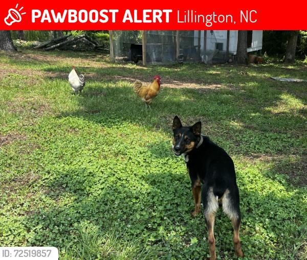 Lost Male Dog last seen Near Lillington NC, Lillington, NC 27546