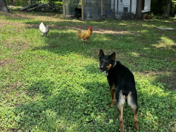 Lost Male Dog last seen Near Lillington NC, Lillington, NC 27546