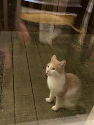 Found/Stray Unknown Cat last seen Picardy Pointe, Cary, NC 27511
