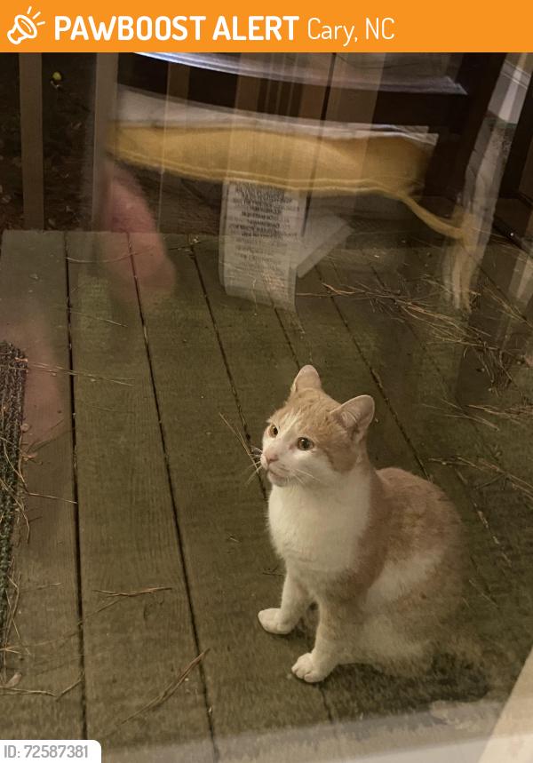 Found/Stray Unknown Cat last seen Picardy Pointe, Cary, NC 27511