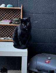 Lost Female Cat last seen Grosvenor Blvd & Gainsborough , St. Albert, AB T8N 0W9