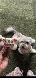 Lost Female Dog last seen Near Chelsea Park L... Peachtree Corners, GA 300..., Decatur, GA 30030