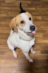 Lost Female Dog last seen Woodstock, Woodstock, GA 30188