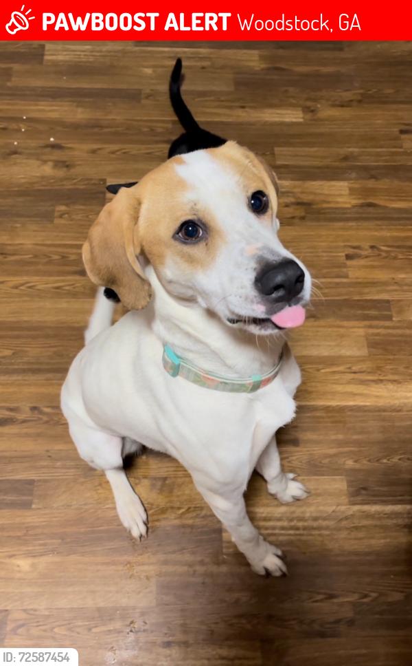 Lost Female Dog last seen Woodstock, Woodstock, GA 30188