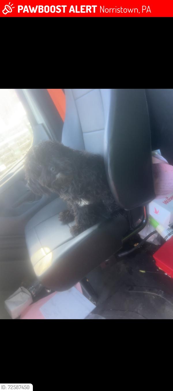Lost Female Dog last seen Near new hope st , Norristown, PA 19401