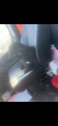 Lost Female Dog last seen Near new hope st , Norristown, PA 19401