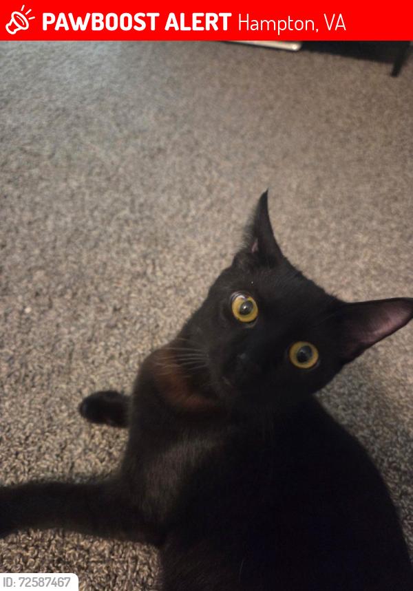 Lost Male Cat last seen Coliseum and Executive Drive, Hampton, VA 23666