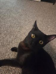 Lost Male Cat last seen Coliseum and Executive Drive, Hampton, VA 23666