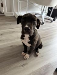 Lost Female Dog last seen The Cafe Restaurant on South Main St, Jonesville, SC 29353