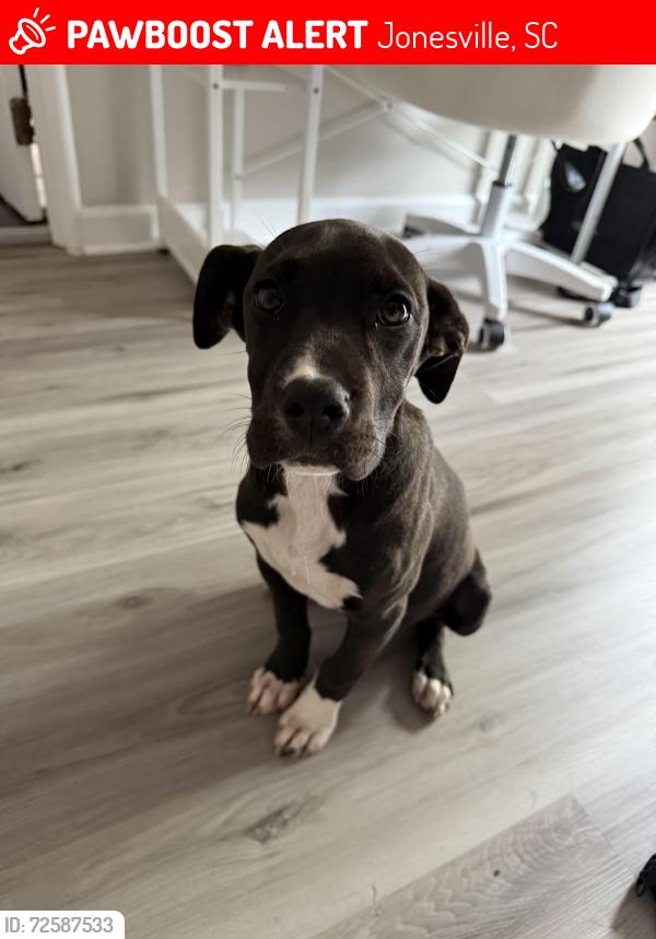 Lost Female Dog last seen The Cafe Restaurant on South Main St, Jonesville, SC 29353