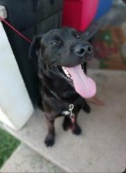 Lost Male Dog last seen Country Club, Sparta, TN 38583