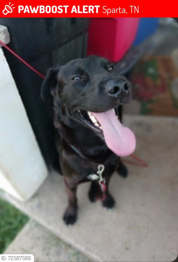 Lost Male Dog last seen Country Club, Sparta, TN 38583