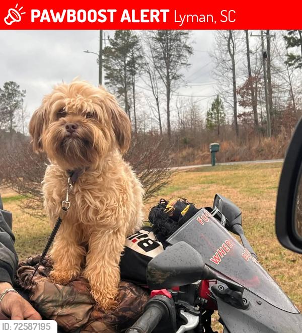 Lost Female Dog last seen Buttler rd Lyman sc, Lyman, SC 29365