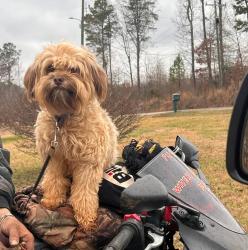 Lost Female Dog last seen Buttler rd Lyman sc, Lyman, SC 29365
