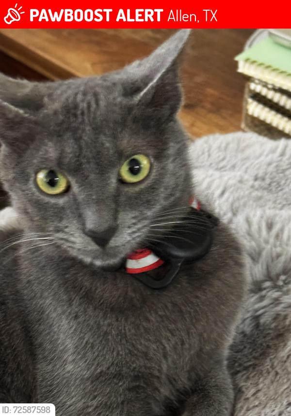 Lost Male Cat last seen Bethany, Allen, TX 75002