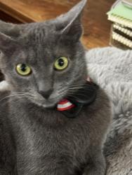 Lost Male Cat last seen Bethany, Allen, TX 75002