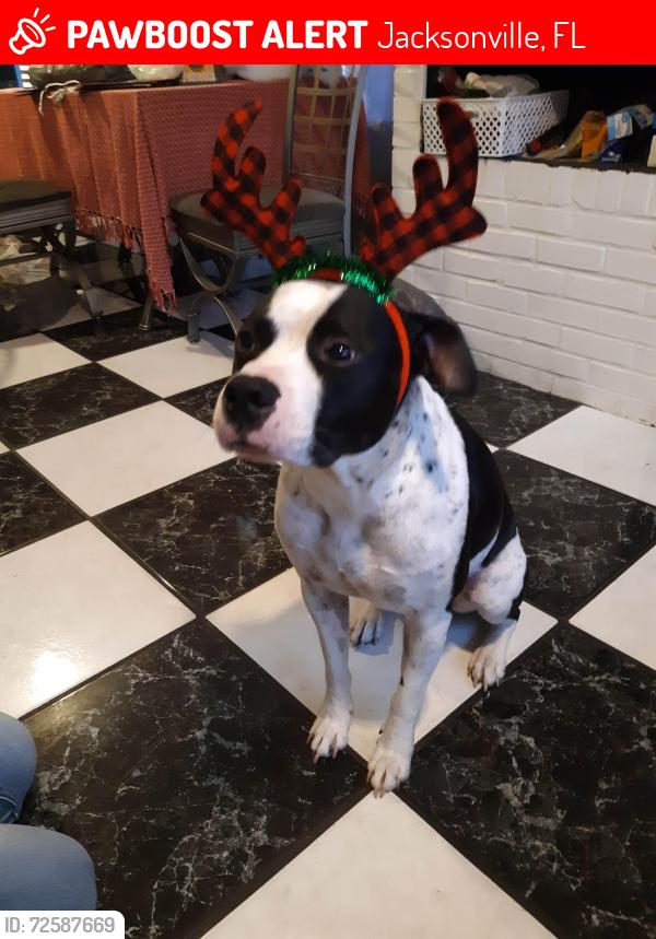 Lost Male Dog last seen WILDWOOD ROAD AND CARLOTTA ROAD, Jacksonville, FL 32211