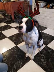 Lost Male Dog last seen WILDWOOD ROAD AND CARLOTTA ROAD, Jacksonville, FL 32211