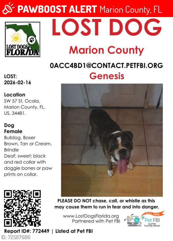 Lost Female Dog last seen SR 40, Marion County, FL 34481