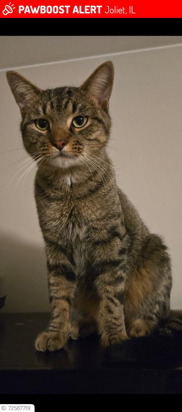 Lost Male Cat last seen Parkview ests Joliet, IL 60432, Joliet, IL 60432