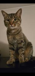 Lost Male Cat last seen Parkview ests Joliet, IL 60432, Joliet, IL 60432