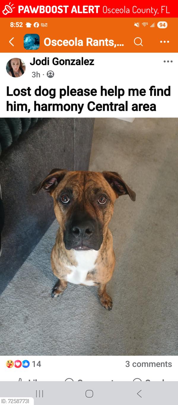 Lost Male Dog last seen Irlo Bronson memorial highway, Osceola County, FL 34773