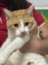 Lost Male Cat last seen By auto one, North Miami, FL 33161