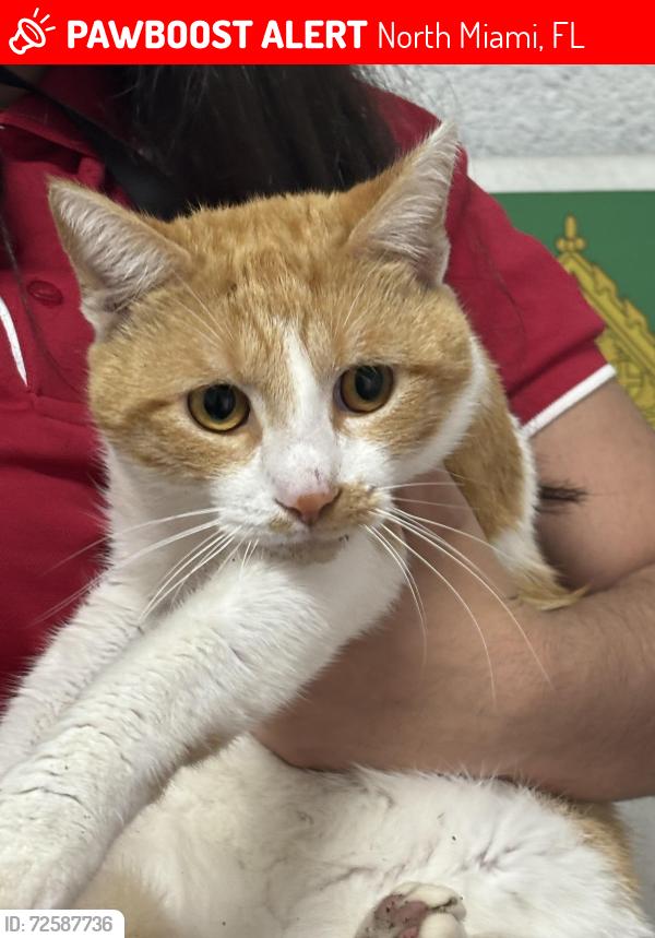 Lost Male Cat last seen By auto one, North Miami, FL 33161